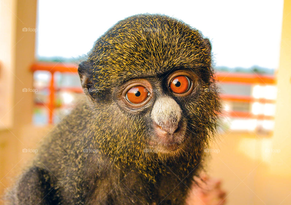 Gabon talapoin looking at camera