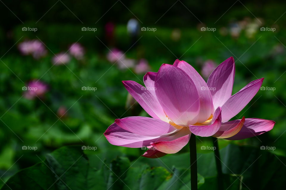 Lotus in full bloom
