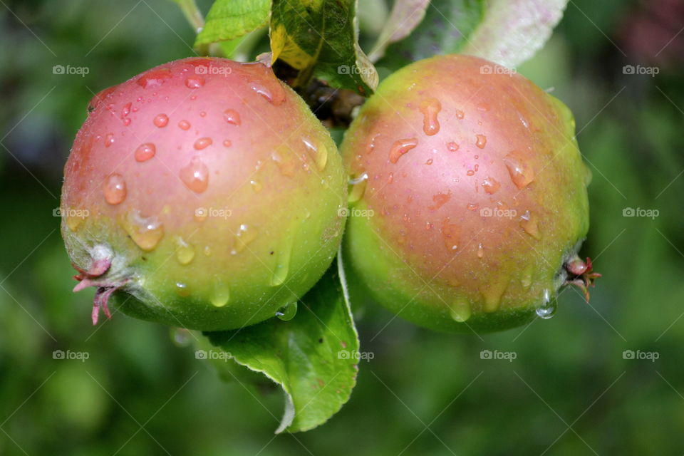 Apple on tree