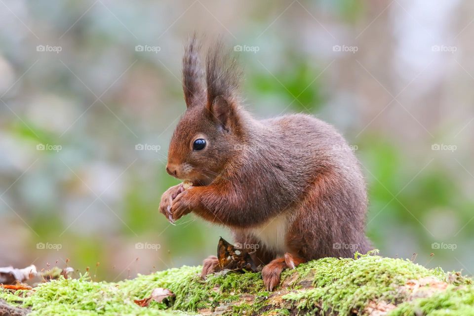 Red squirrel portrait in the forest