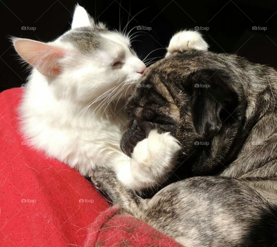 kitty kisses