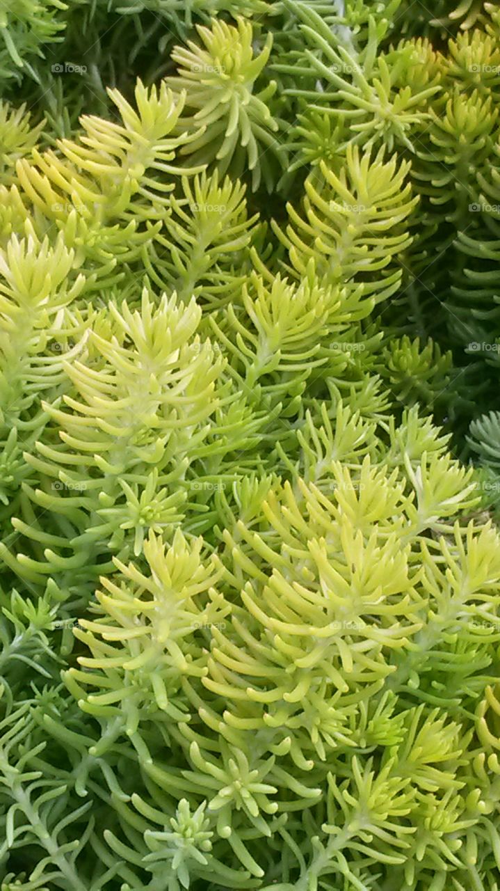 Sedum