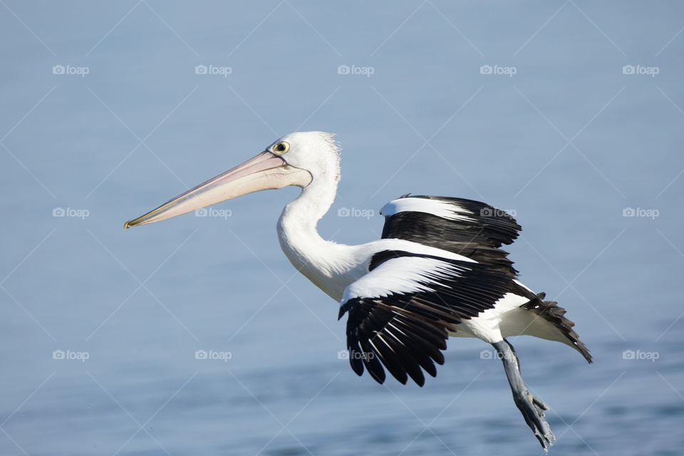 Pelican flying