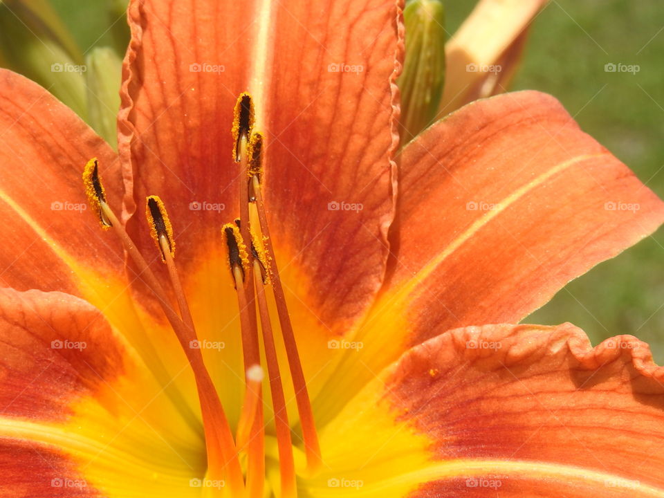 Extreme close-up of orange flower