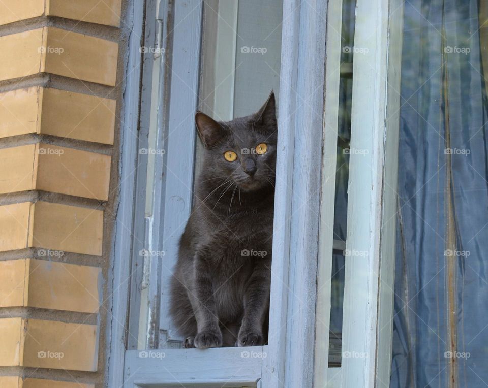 emotions surprise cat beautiful portrait