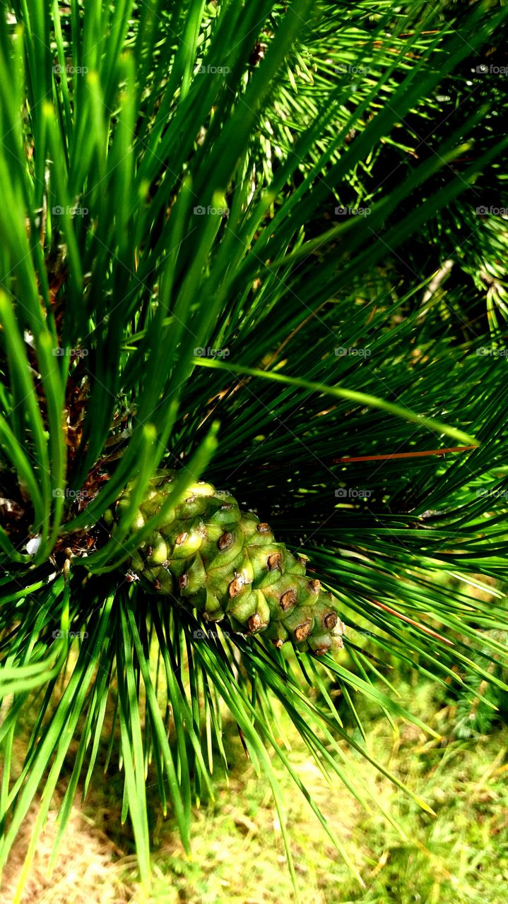 Beautiful pine tree