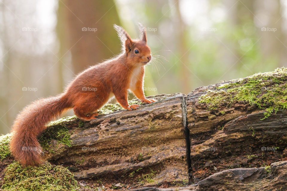 Cute red squirrel in the forest