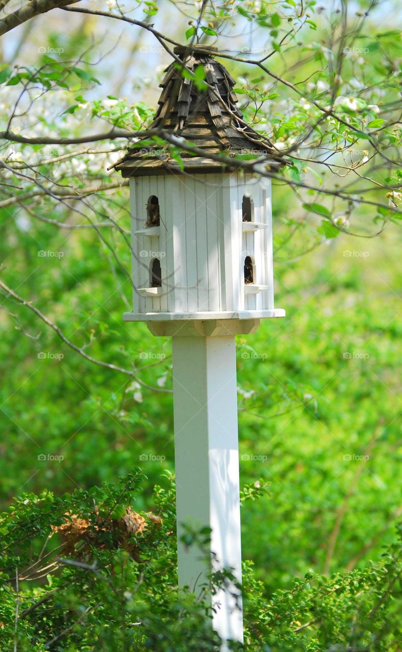 bird post