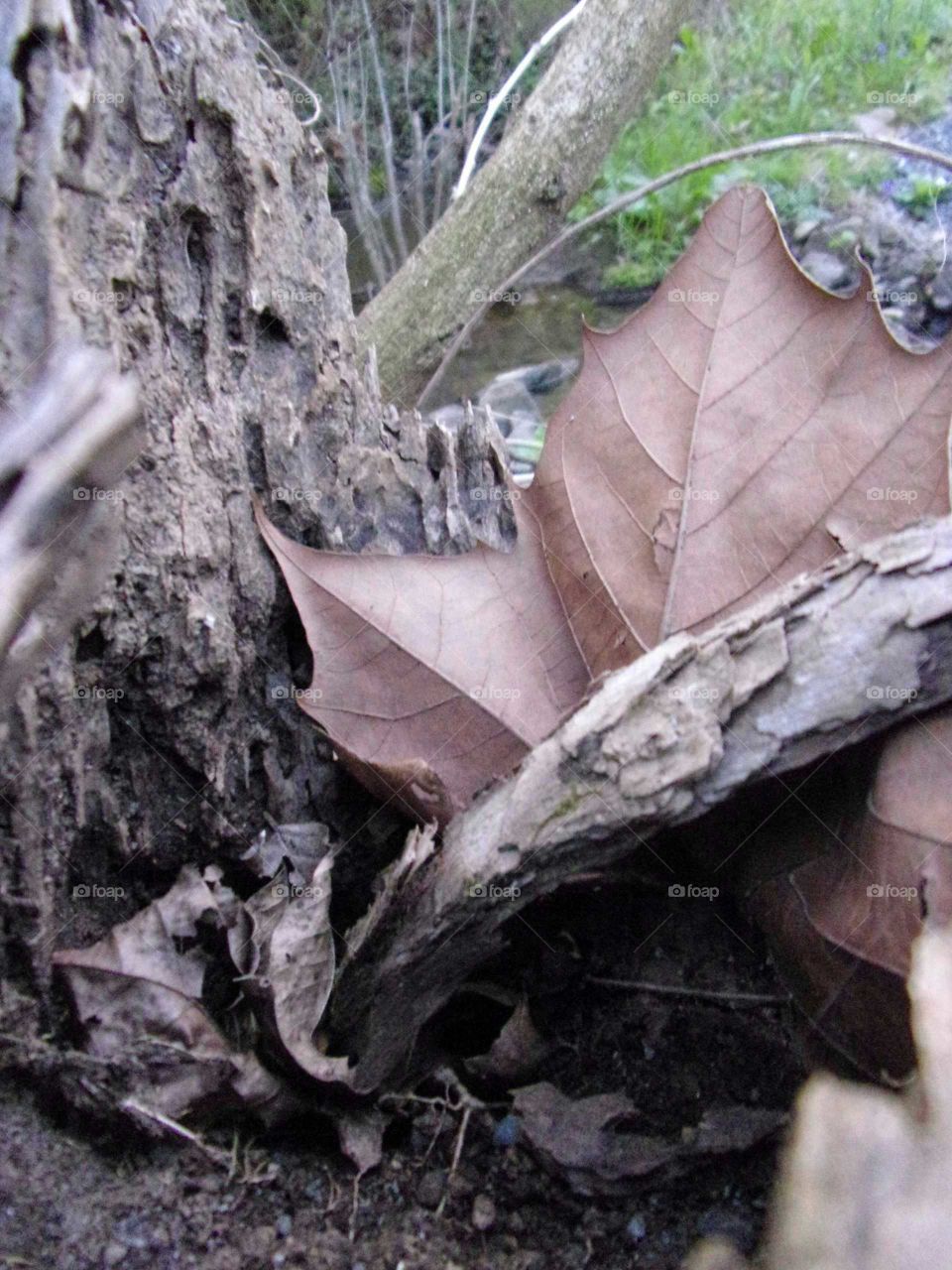 Stray leaf stranded in dead log