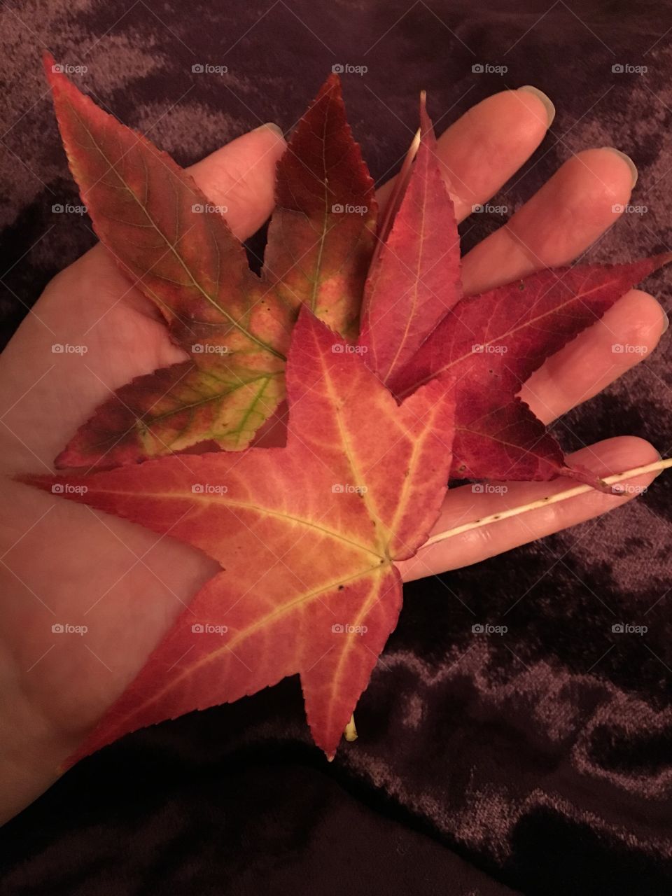 A woman’s hand holds colorful autumn leaves