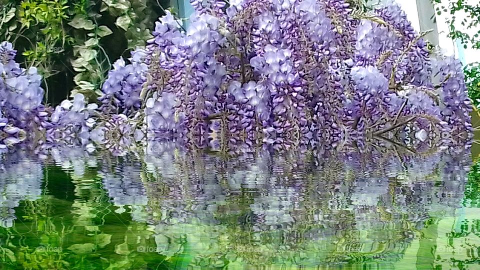 Wisteria in Bloom