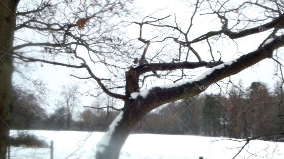 Tree In The Snow