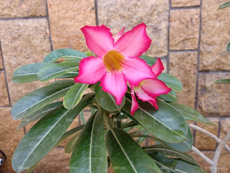 Flora flower shoot