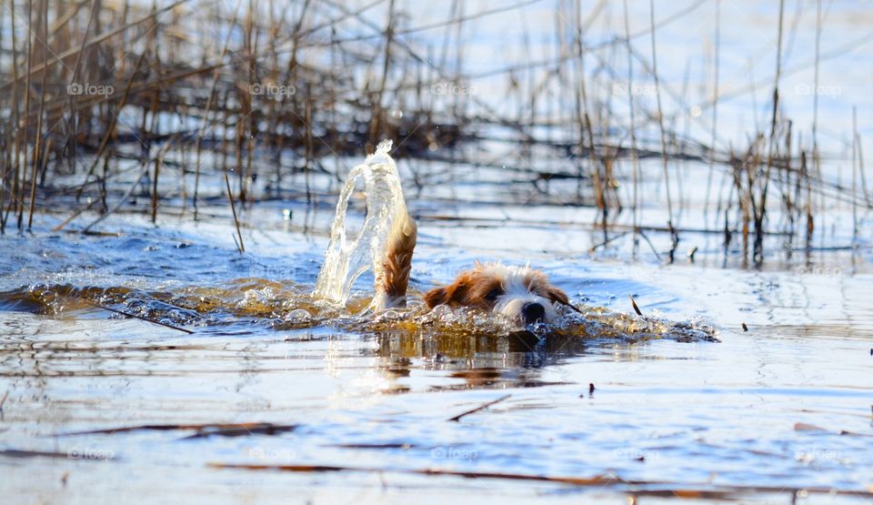 Dog. Bathing