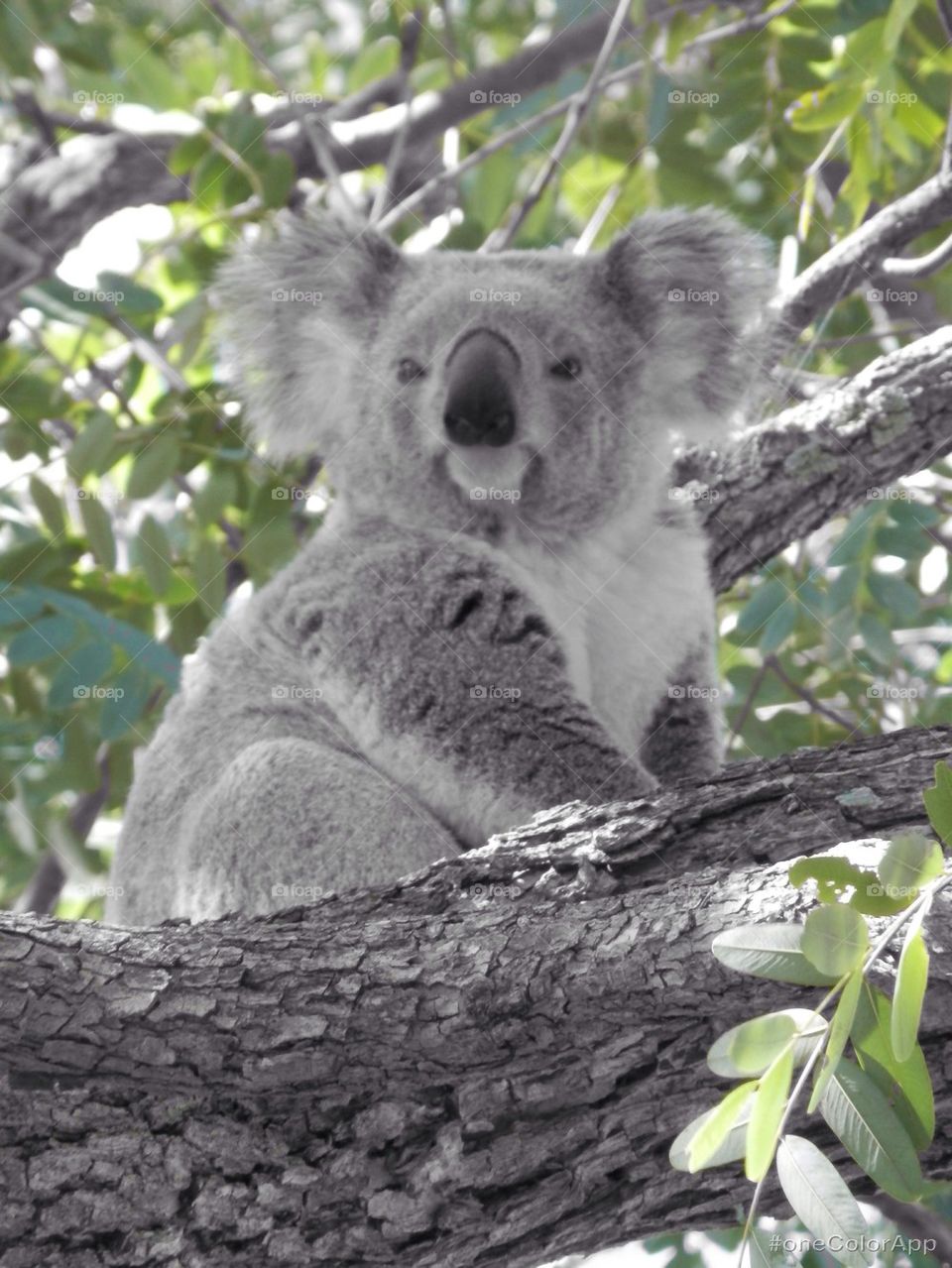 Koala