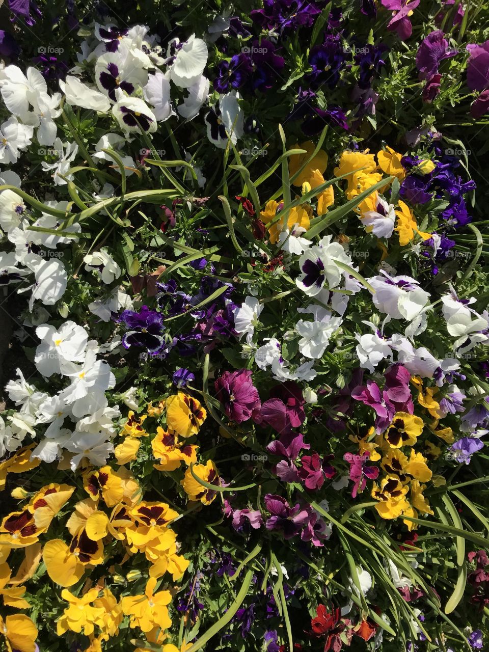 A rich display of the very popular pansy, the amount of different colors is impressive.