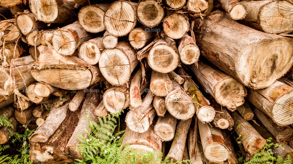 Extreme close-up of firewood