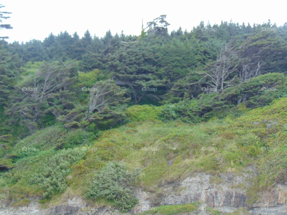 mountain side forest trees