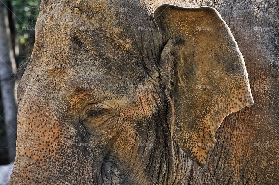 animal zoo elephant slovenia by selecshine