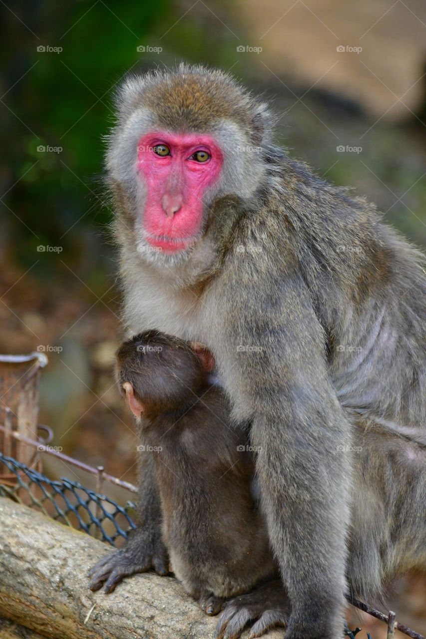 Momma Macaque with baby