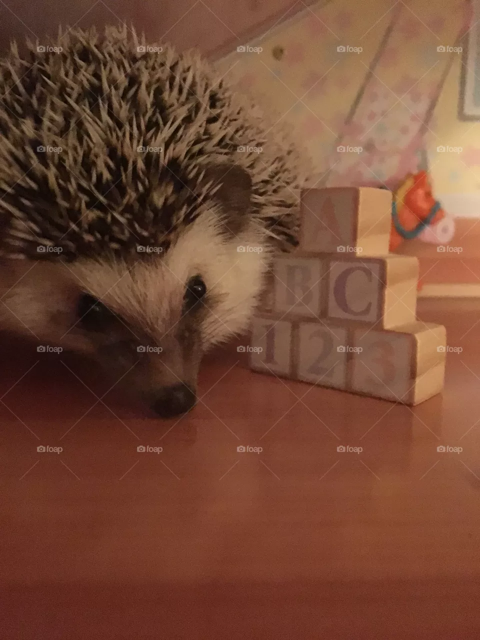 Hedgehog