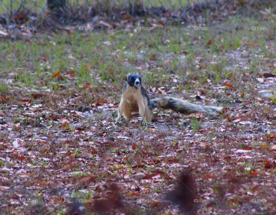 Foraging on the ground for acorns 