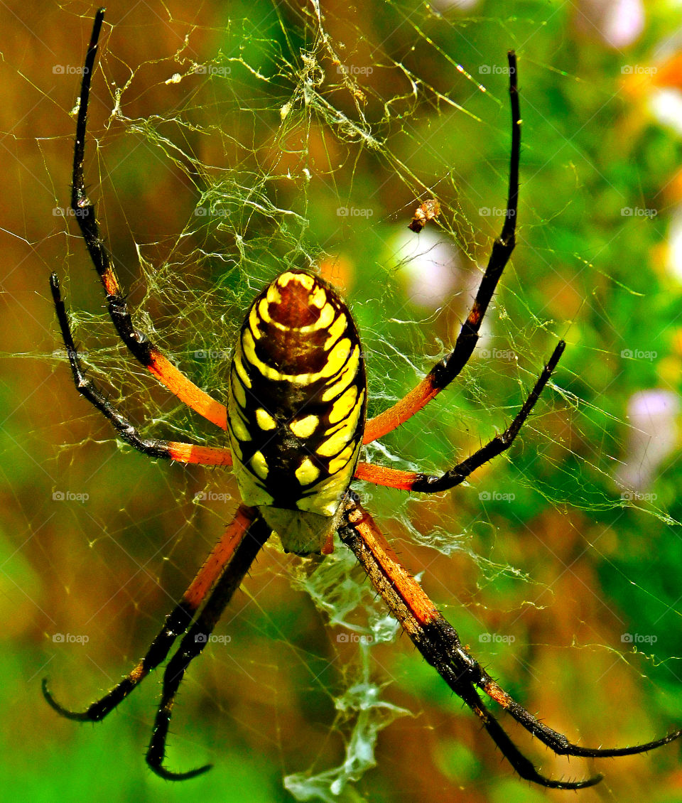 Macro photograph of a Black and Yellow Argiope Spider! I spotted this big fellow near a pond on the military reservation! Argiope spiders have a silver caraspace and yellow-and-black markings! They have poor vision (good for me 😂),and are sensitive to vibration and air currents!
