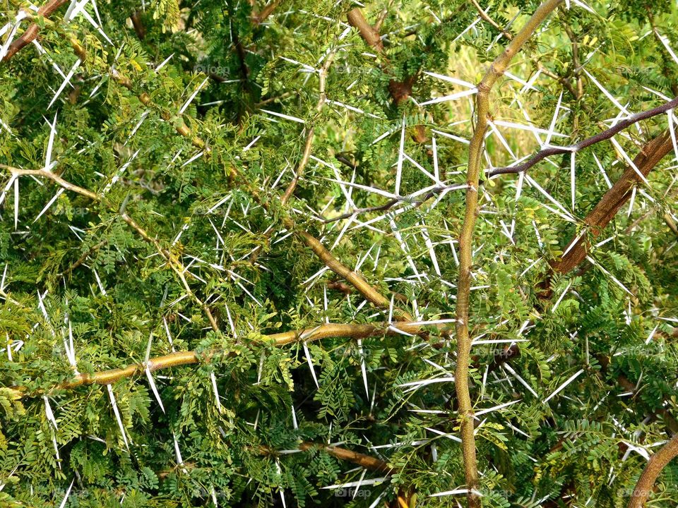 thorny plant