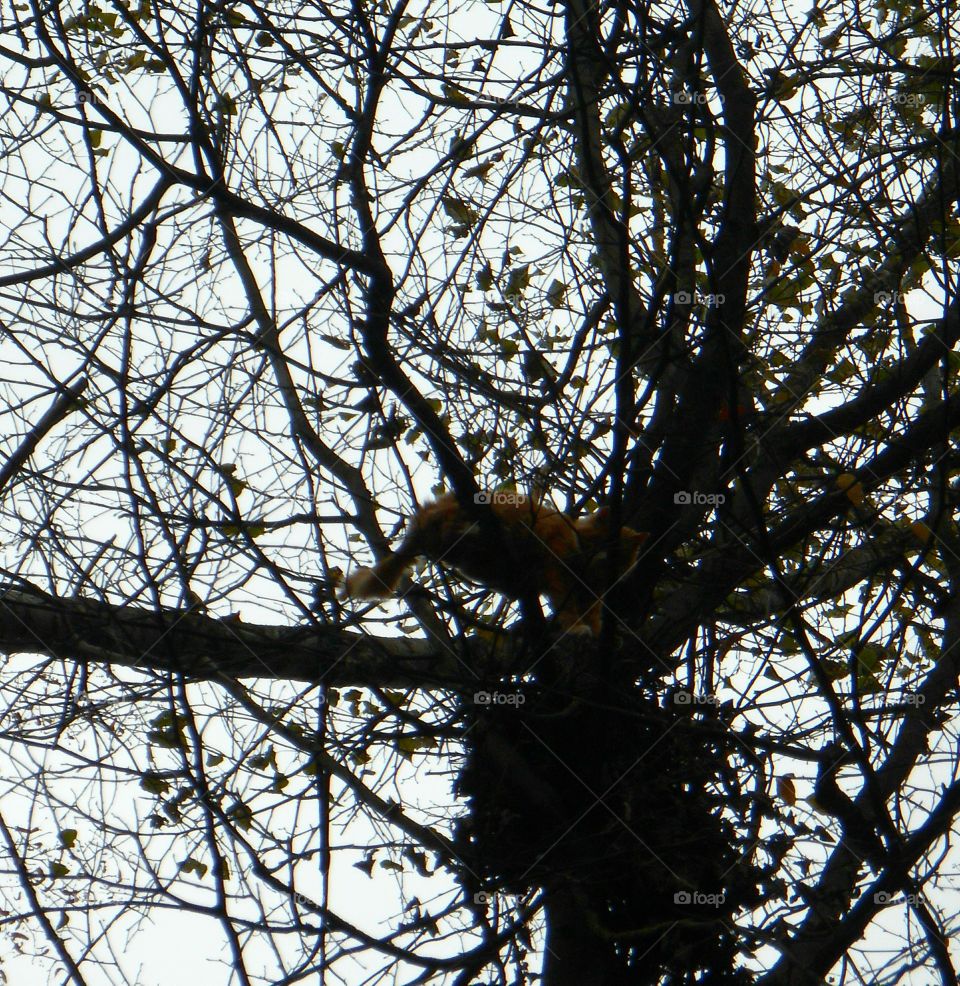 Tree, Branch, Winter, No Person, Wood