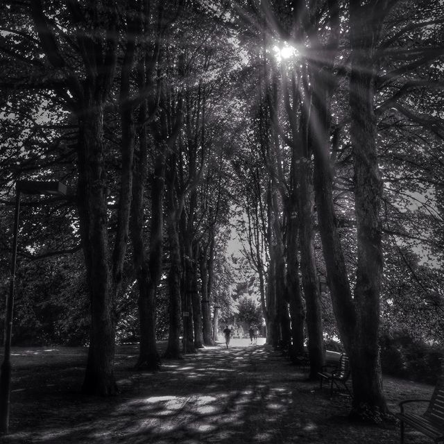 A walk in the park