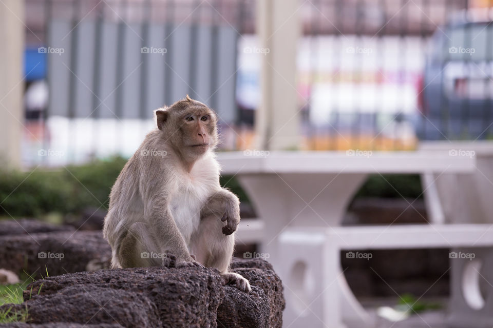 Monkey in the street