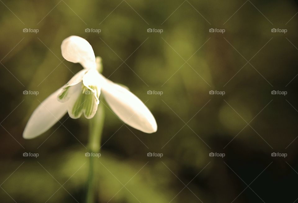 snowdrop