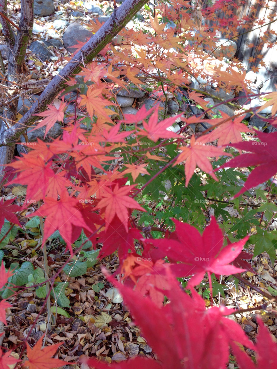 red leaves by melody