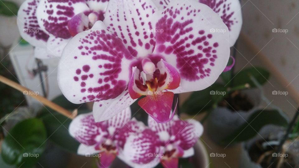 Orchids passion 2