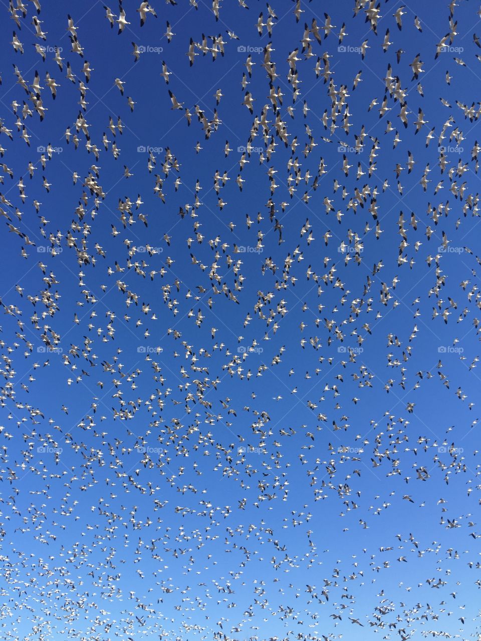 Beautiful blue sky snow geese flying everywhere looks like snow falling 