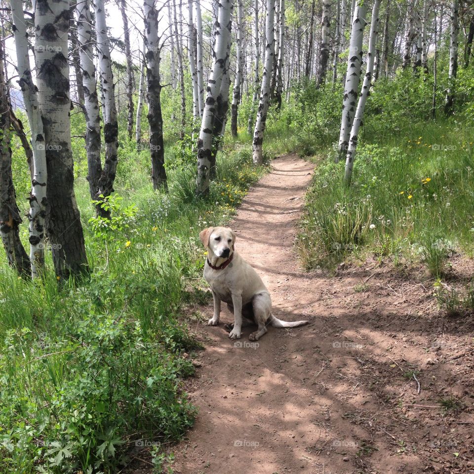Labrador on a Trail