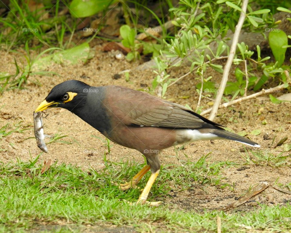 Myna Bird