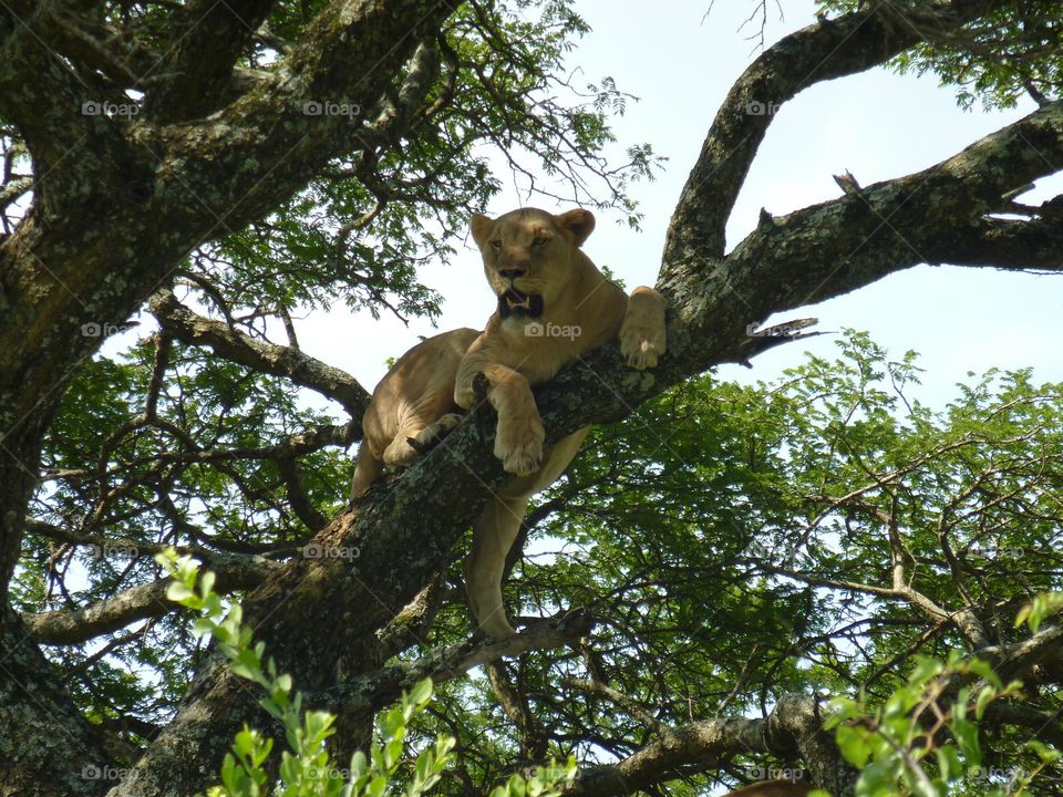 Wild female lion roaring from a tree in South Africa