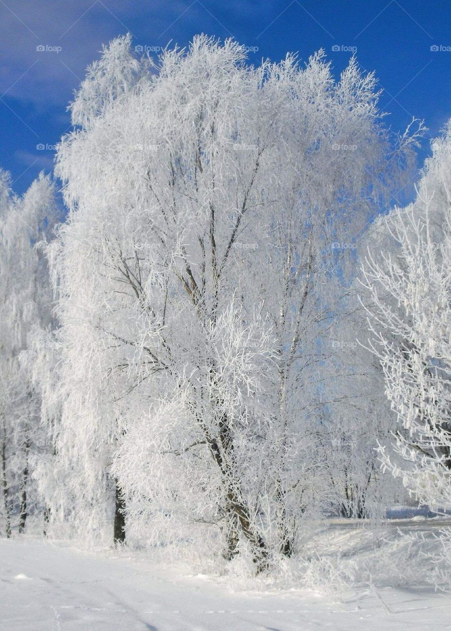 Trees are covered with frost 