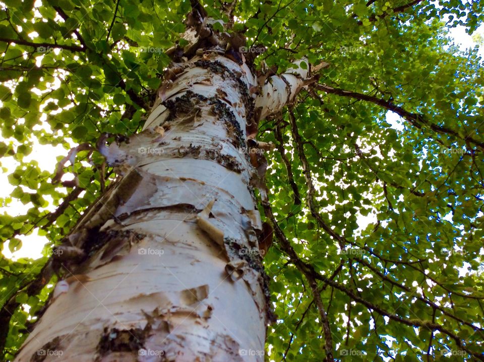 White birch tree