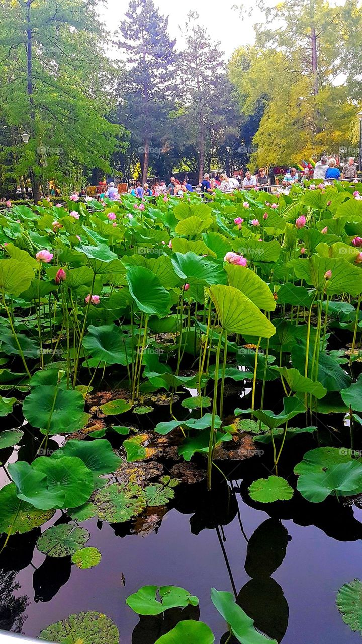 big waterlilies at Oradea, Romania