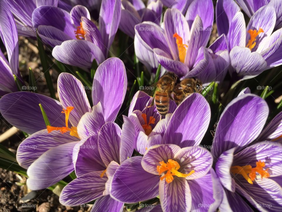 Lovely crocus