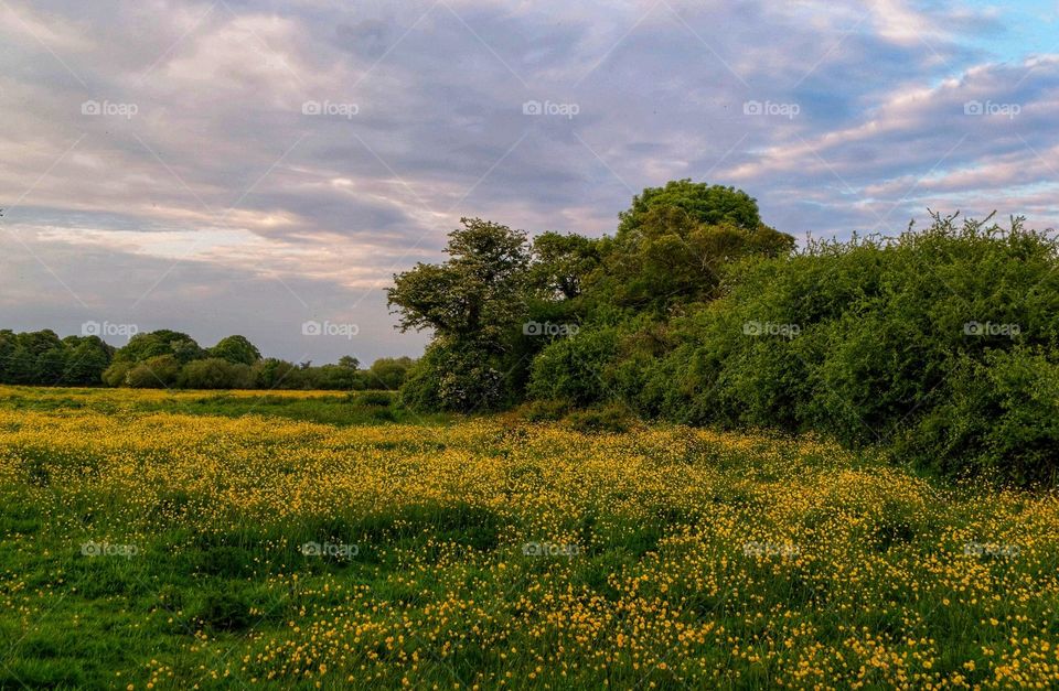 Field of Buttercups near Titchfield