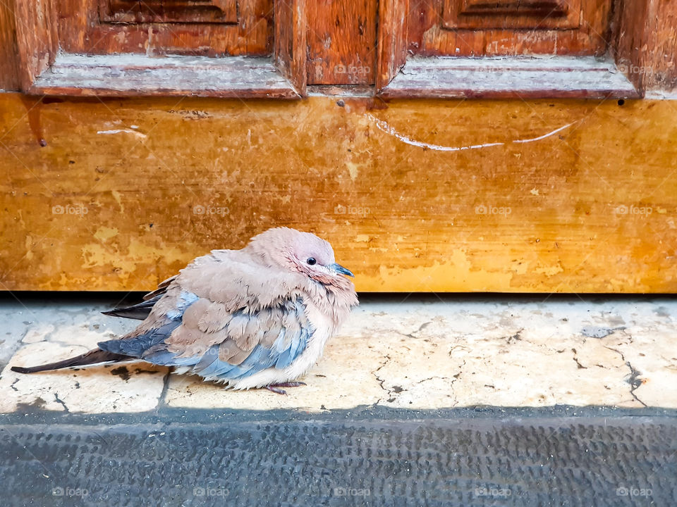 this little pigeon resting by a house door was all puffed up after getting wet during the rain just minutes ago