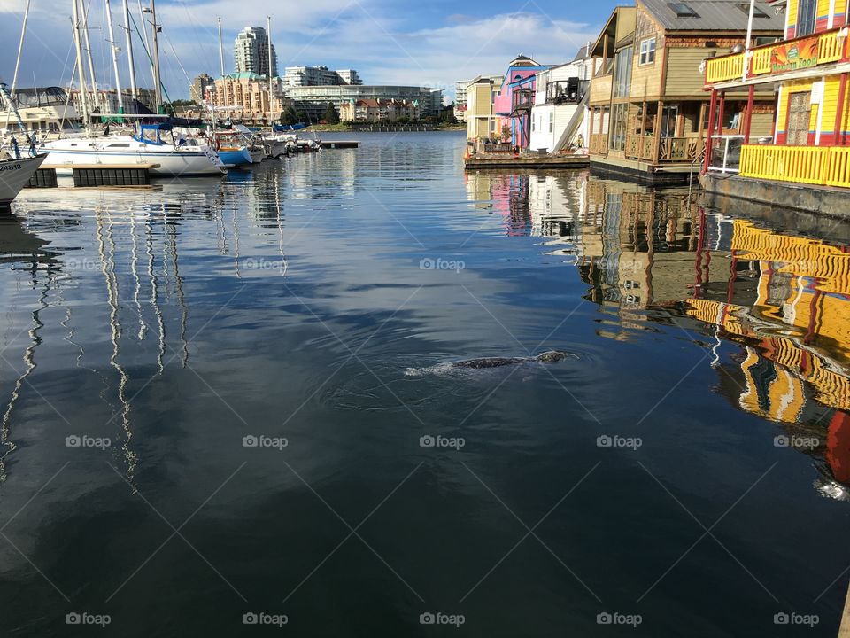 Sea lion swimming in water