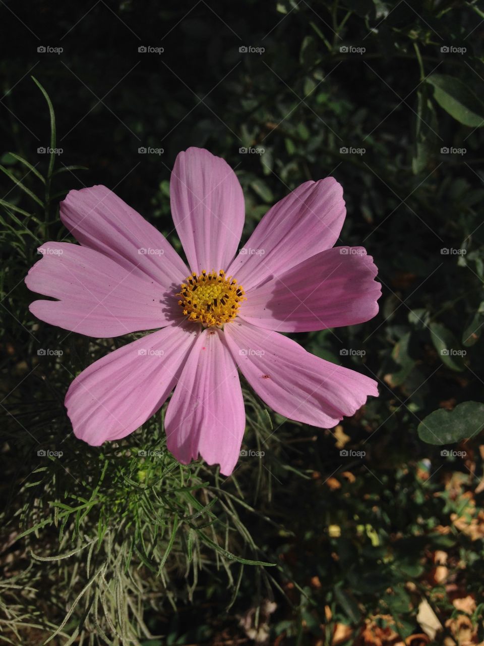 Beautiful pink flower taken in fall