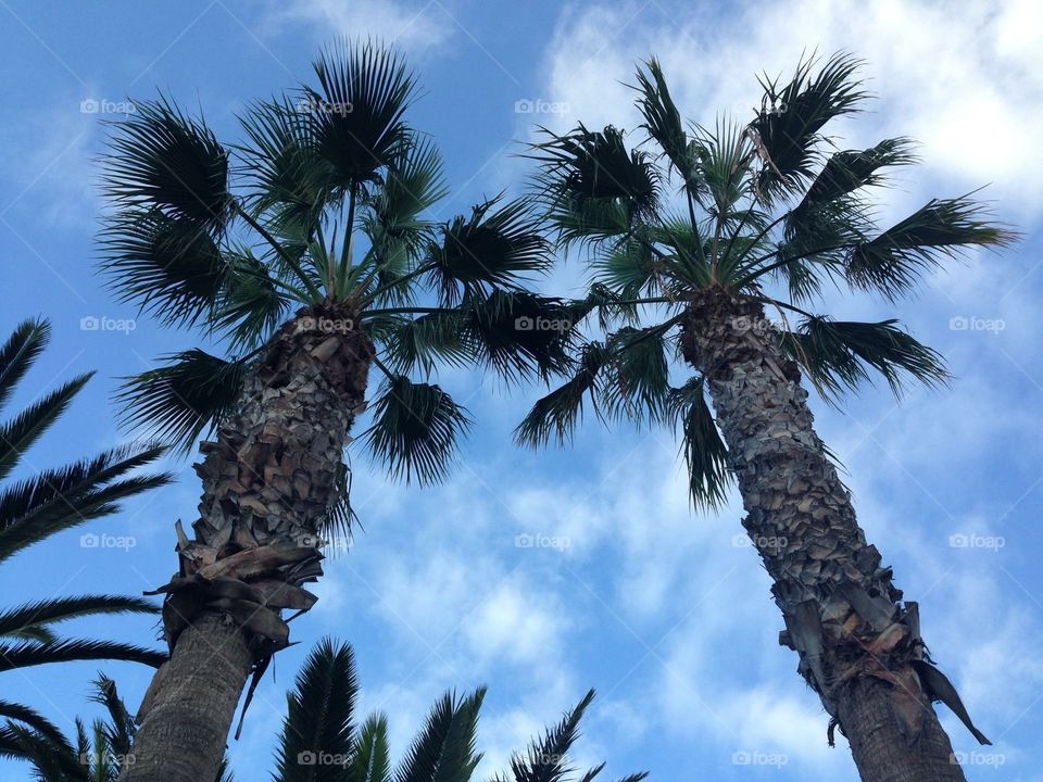 Palms 