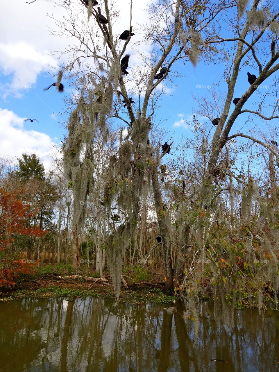 Bayou in New Orleans 