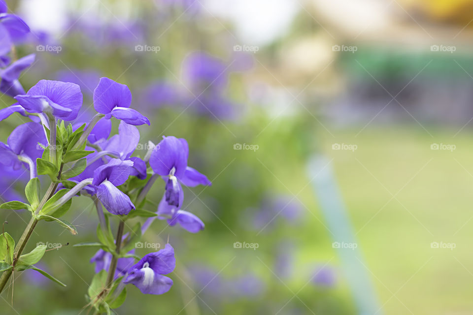 The beauty of purple flowers on the background blurry.