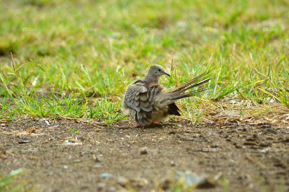 A pigeon always has to be beautiful